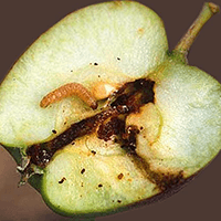 Ασθένειες Μήλα