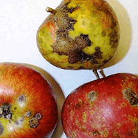 Ασθένειες Μήλα